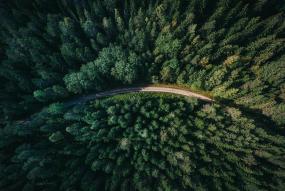 an aerial shot of fir forest