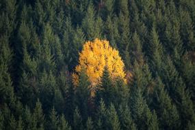 a single leafed tree surrounded by a pine forest