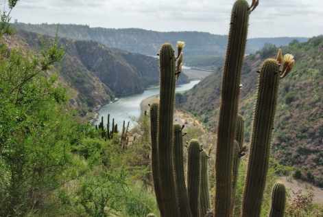 a photo of a cactus flower with south american countryside in the background