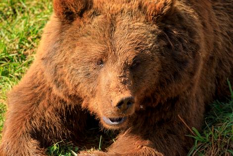 a close-up of a cantabrian bear