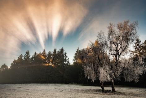 foggy forest