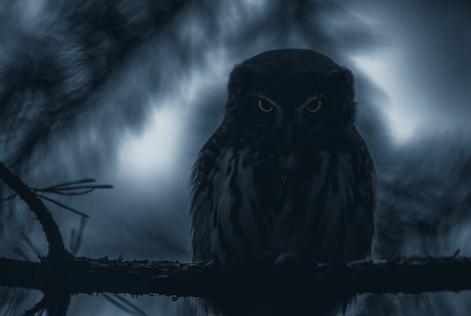 night owl