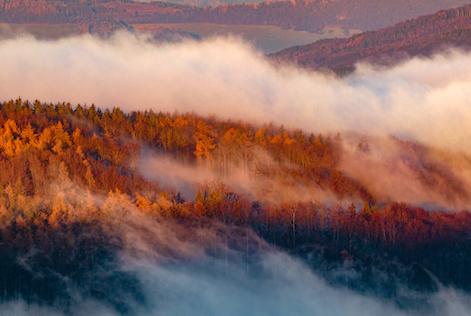 foggy autumn forest