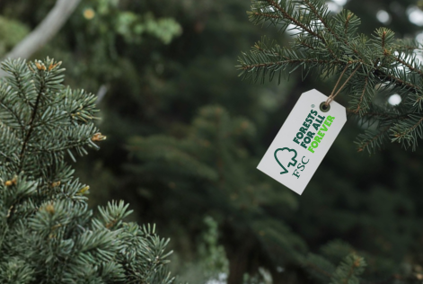 an FSC tag hanging from a spruce tree