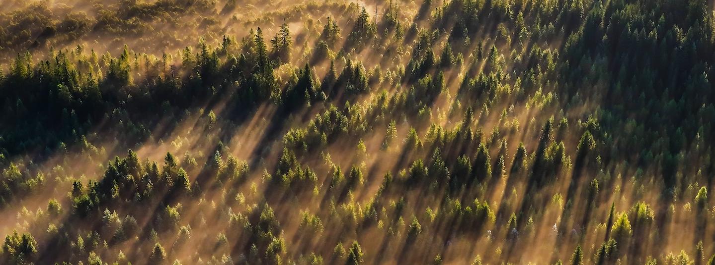 an aerial shot of a forest in the morning light