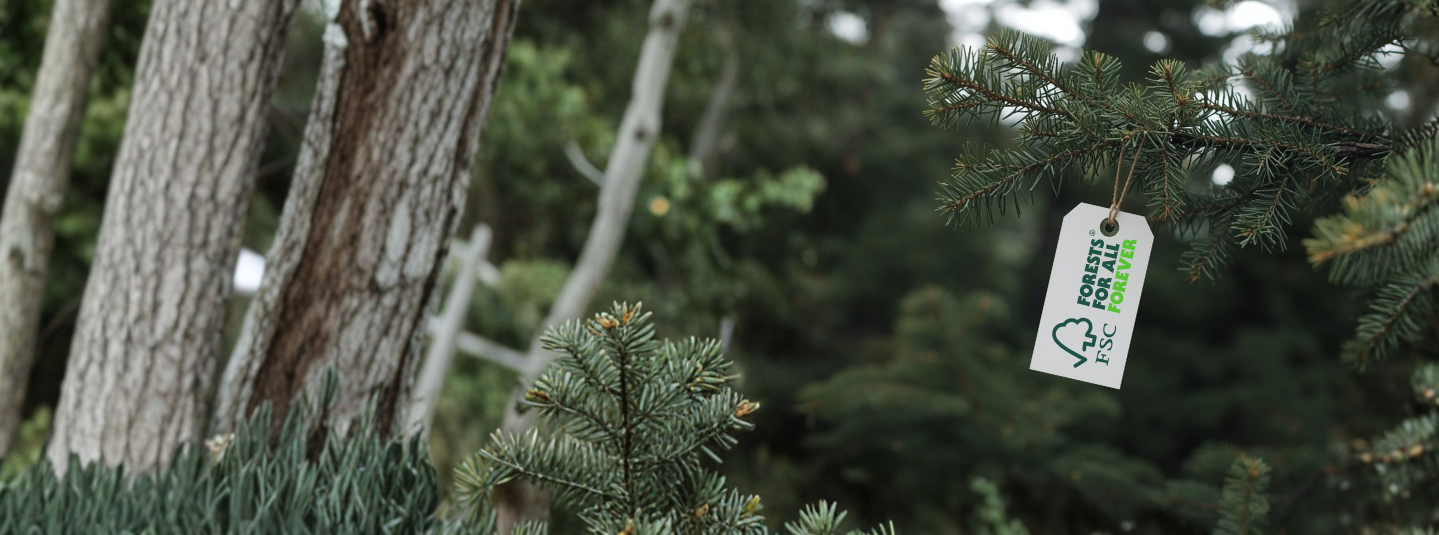 an FSC tag hagning from a spruce tree