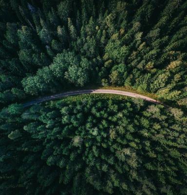 an aerial shot of fir forest