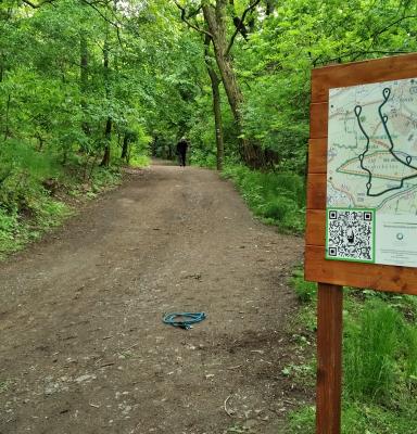 a image a forest trail with an information board