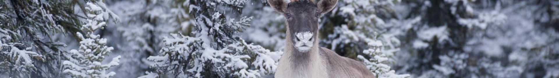 a photograph of a caribou