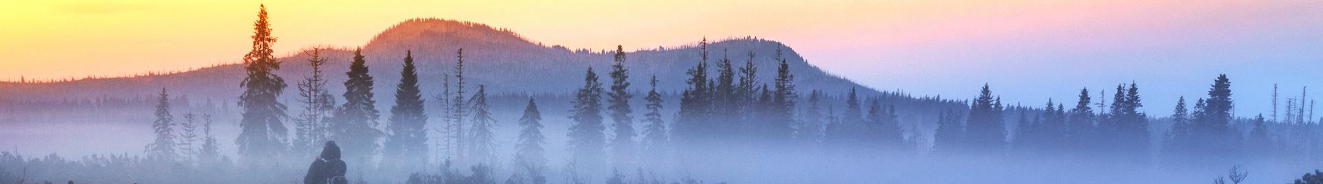 a photo of a misty forest in sunset