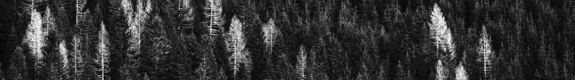 a black and white photo of a forest