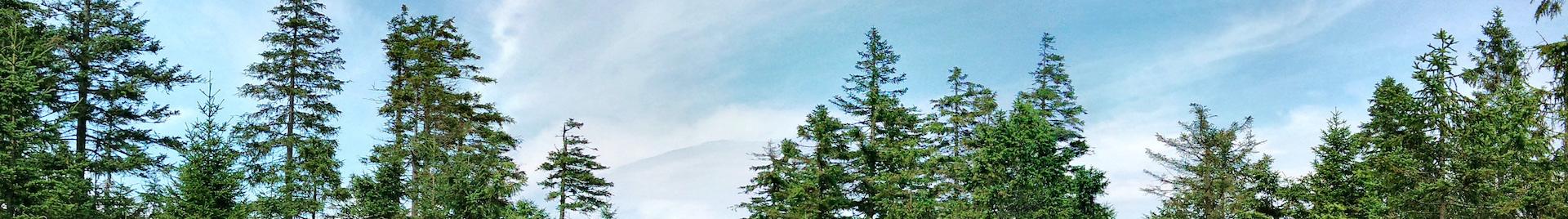 landscape of a spruce forest