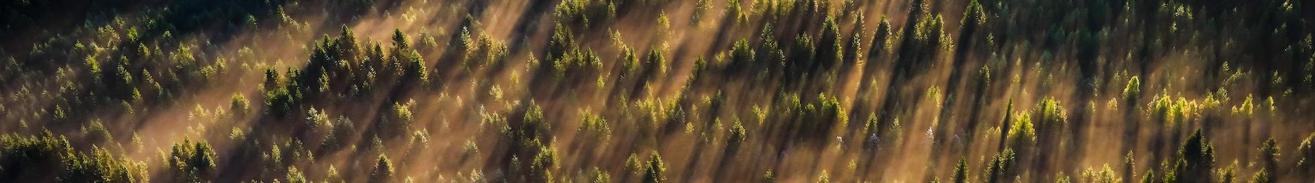 an aerial photo of a forest in the morning light